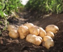 Potato Business June 2021: Borehole Bacteria Hampers Growers Irrigation Efforts